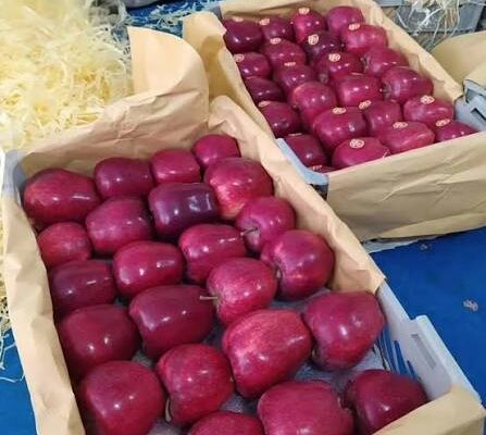 از شهرت محصول تا افزایش درآمد باغداران